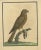 Title: Antique Hand-Colored Engraving of Sparrow Hawk by Eleazar Albin, circa 1730 : This powerful antique hand-colored...