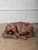 2020s Hand-Carved Wooden Sleeping Dog Sculpture in Curled Form For Sale - Image 5 of 5
