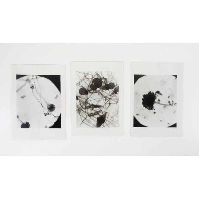Vintage 1945 Microscopic Photographs - Set of 3 For Sale - Image 4 of 4
