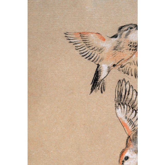 English Study of Birds: Finches by Sir Edward Burne-Jones, Vintage Art Print Reproduction, 16" X 24" For Sale - Image 3 of 9