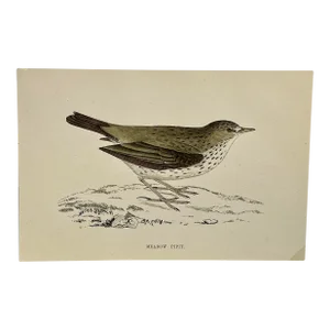 Antique Bird Print From England Showcasing an Adorable Meadow Pip - Circa 1888