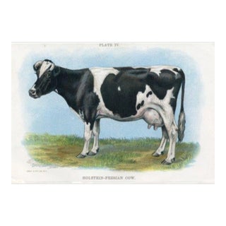 1913, Holstein-Fresian Cow Print, Original Antique Cow Print, Lithograph, United States For Sale