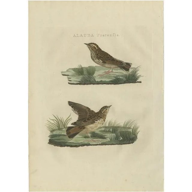 Early 19th Century Sepp & Nozeman, The Meadow Pipit, 1809, Print For Sale - Image 5 of 5