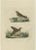 Early 19th Century Sepp & Nozeman, The Meadow Pipit, 1809, Print For Sale - Image 5 of 5