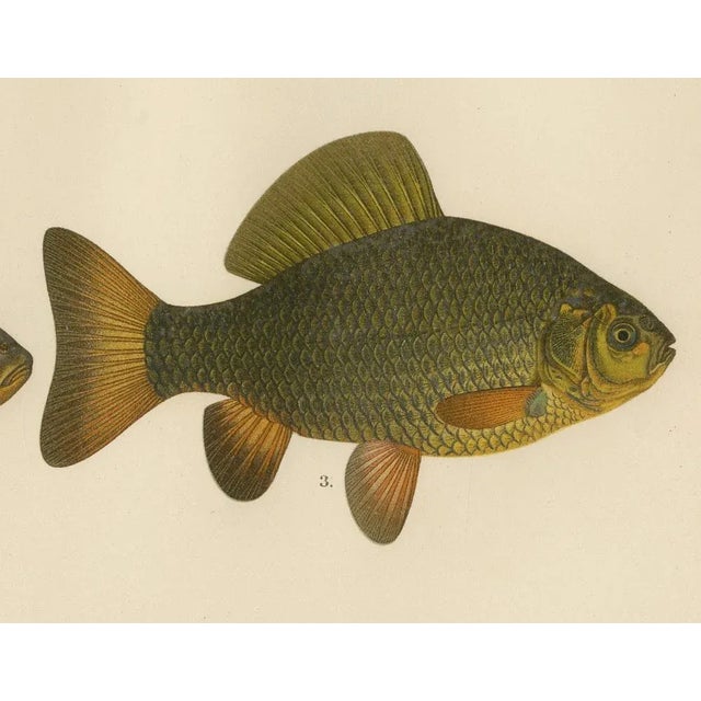 Scandinavian Freshwater Fish, 1895, Paper For Sale - Image 4 of 10