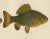 Scandinavian Freshwater Fish, 1895, Paper For Sale - Image 4 of 10