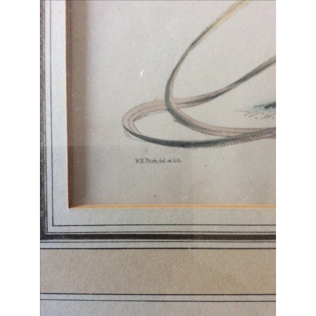 Antique Botanical Cypripedium Orchid Print For Sale - Image 4 of 7