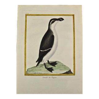 A Female Penguin: An 18th Century Hand-Colored Engraving by Martinet, 1765 For Sale