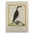 A Female Penguin: An 18th Century Hand-Colored Engraving by Martinet, 1765 For Sale