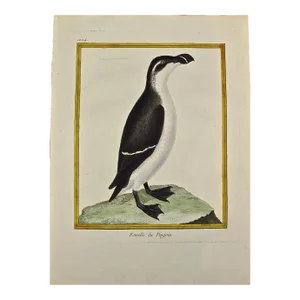 A Female Penguin: An 18th Century Hand-Colored Engraving by Martinet, 1765