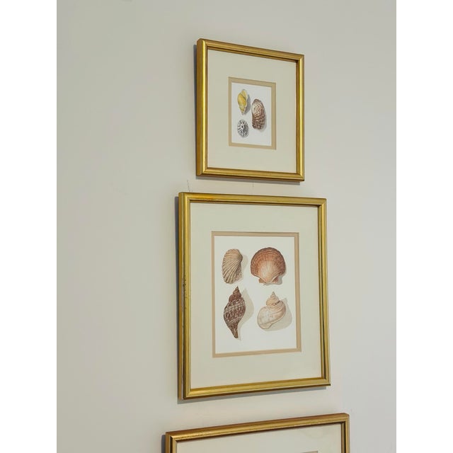 Set of Three Seashell Paintings, Framed For Sale - Image 4 of 8
