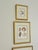 Set of Three Seashell Paintings, Framed For Sale - Image 4 of 8