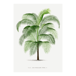 Tropical Palm Study, Vintage Botanical Art Print Reproduction, 20" X 30"