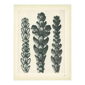 1928 Original Period Photogravure N29 of Thujopsis Dolabrata by Karl Blossfeldt