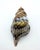Murano Vintage MCM Murano Style Blown Cased Glass Tiger Striped Conch Shell Figurine For Sale - Image 4 of 8