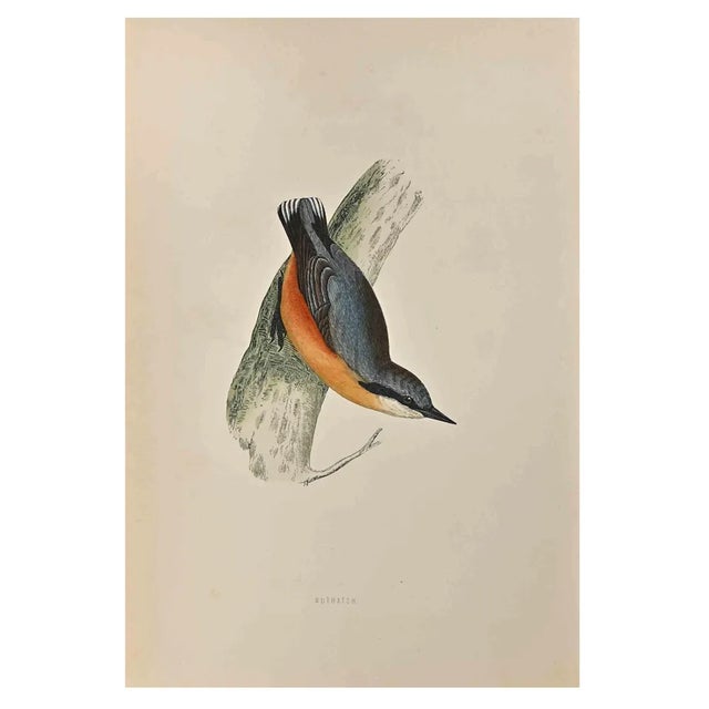 Alexander Francis Lydon, Nuthatch, Woodcut Print, 1870 For Sale