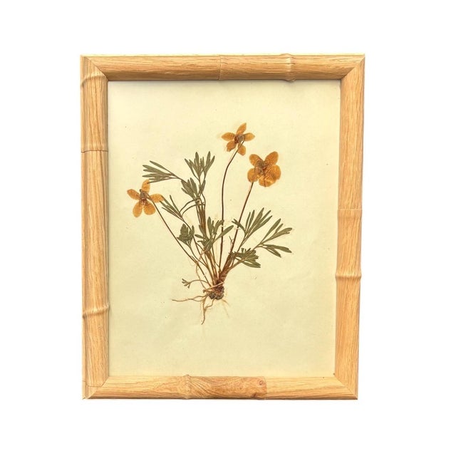 Wood 1893 Herbarium Botanical Specimens, Set of 12 For Sale - Image 7 of 17