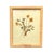 Wood 1893 Herbarium Botanical Specimens, Set of 12 For Sale - Image 7 of 17
