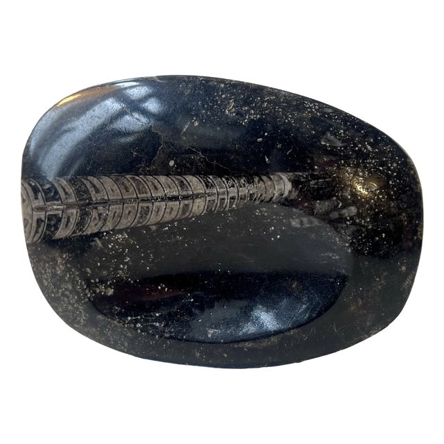 Fossilized Orthoseras Squid Polished Stone Ashtray, 1970s For Sale