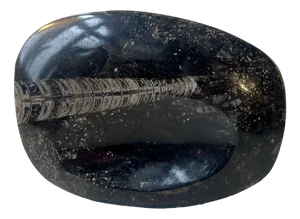 Fossilized Orthoseras Squid Polished Stone Ashtray, 1970s