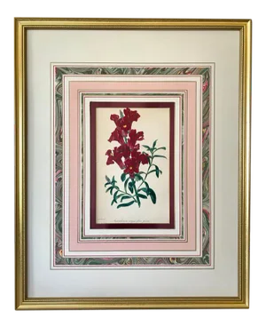 Antique Paxton Botanical Color Lithograph Snap Dragons C.1840