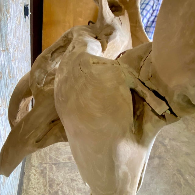 Monumental Teak Root Sculpture 7' Tall For Sale - Image 13 of 18