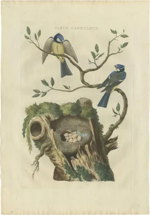 Sepp & Nozeman, Bird Illustration of the Eurasian Blue Tit, 1770, Print