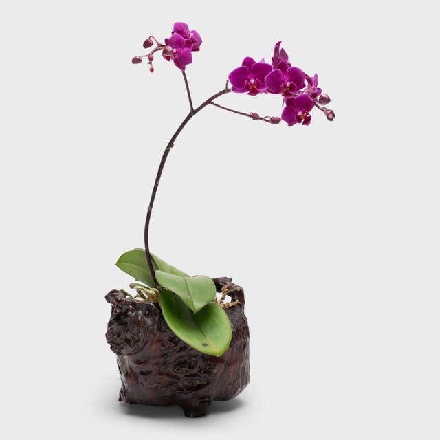 Chinese scholars and connoisseurs prized the organic form of burl wood and the way it referenced the wonders of the...