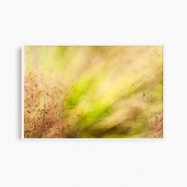 'In the Pink' Set of Botanical Photographs, Series of Four 18 X 12" Fine Art Photography Prints For Sale - Image 12 of 15