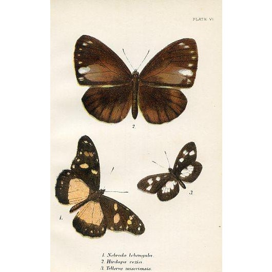 A pair of original antique Butterfly prints from a natural history folio published in England in the late-1800s. Among the...