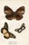 A pair of original antique Butterfly prints from a natural history folio published in England in the late-1800s. Among the...