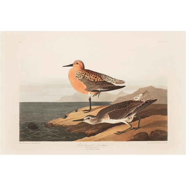 1990s Red-Breasted Sandpiper After Audubon, Large Cottage Style Print For Sale - Image 10 of 10
