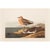 1990s Red-Breasted Sandpiper After Audubon, Large Cottage Style Print For Sale - Image 10 of 10
