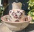 Antique S F & Co Indian Pattern Pitcher/Wash Basin Set For Sale - Image 4 of 12