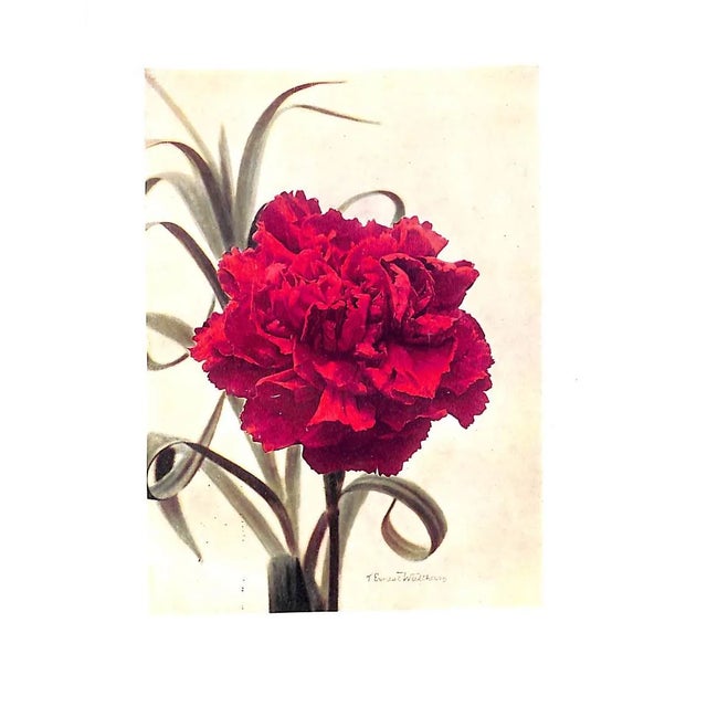 White "Carnations & Pinks" 1919 Cook, t.h., Douglas, James, McLeod, j.f. For Sale - Image 8 of 9