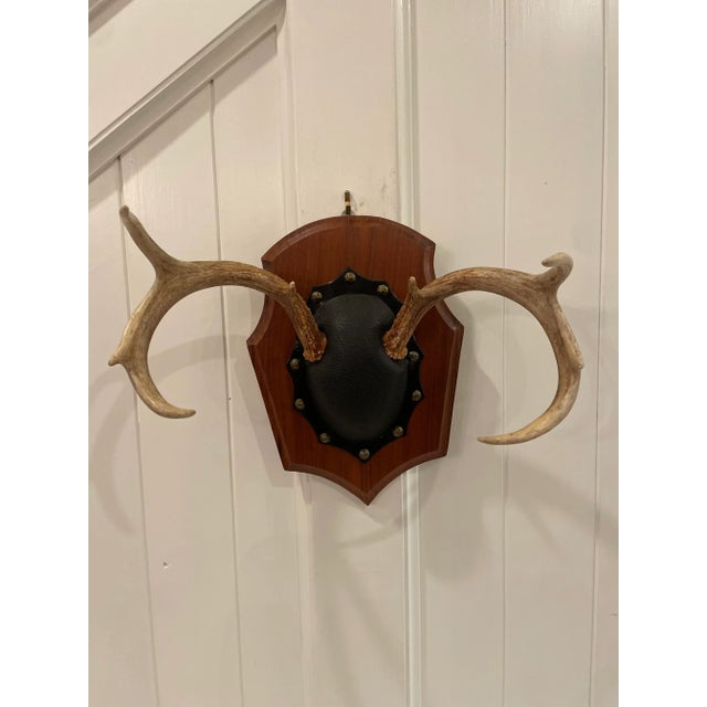 Mid 20th Century Vintage Trophy Mount Antlers Pair For Sale In Nashville - Image 6 of 12