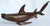 Stunning Mid-Century Modern Desert Ironwood hand-carved unique shark, collectible sculpture crafted from dense, high-...