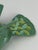 1950s Mid-Century Modern Ceramic Dove Sculpture from Beswick, England, 1950s For Sale - Image 5 of 10