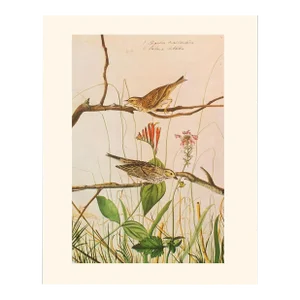 1966 Vintage Cottage Print "Savannah Finch & Savannah Sparrow" After John James Audubon