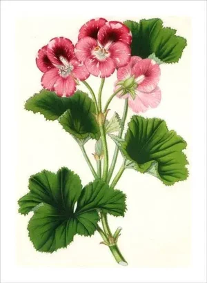 Antique 'Pink Flowers' Archival Print