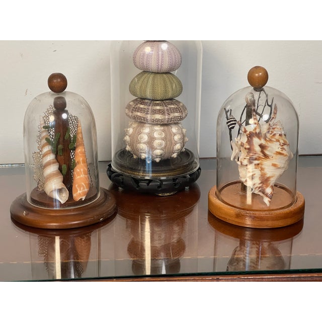 Shell 1960s 3 Domed Sra Shell Assemblages Marine Soecimens For Sale - Image 7 of 7