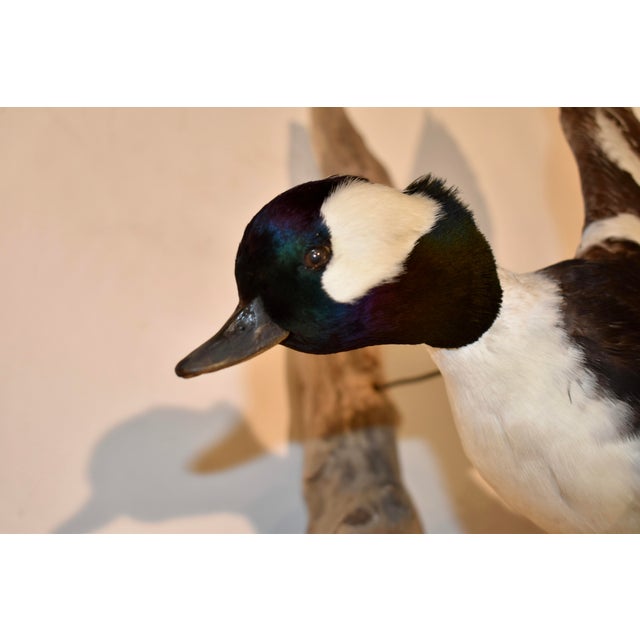 Wood Bufflehead Duck Mounted on Driftwood Wall Mount For Sale - Image 7 of 9