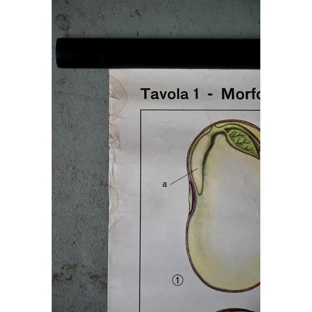 Beige Vintage Biology Poster, 1963 For Sale - Image 8 of 11