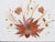 Scheibe Mid Century Folding Wooden Tv Trays Floral Top 4pc Set With Stand 6896 For Sale - Image 11 of 18