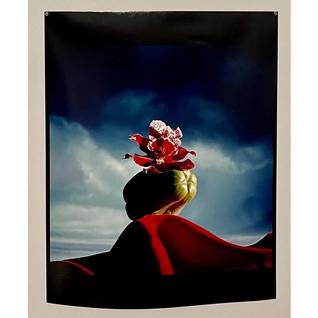 Modern Circa 1985 Horst P. Horst Color C-Print Photo of Flowers Hand Signed Horst For Sale - Image 3 of 7
