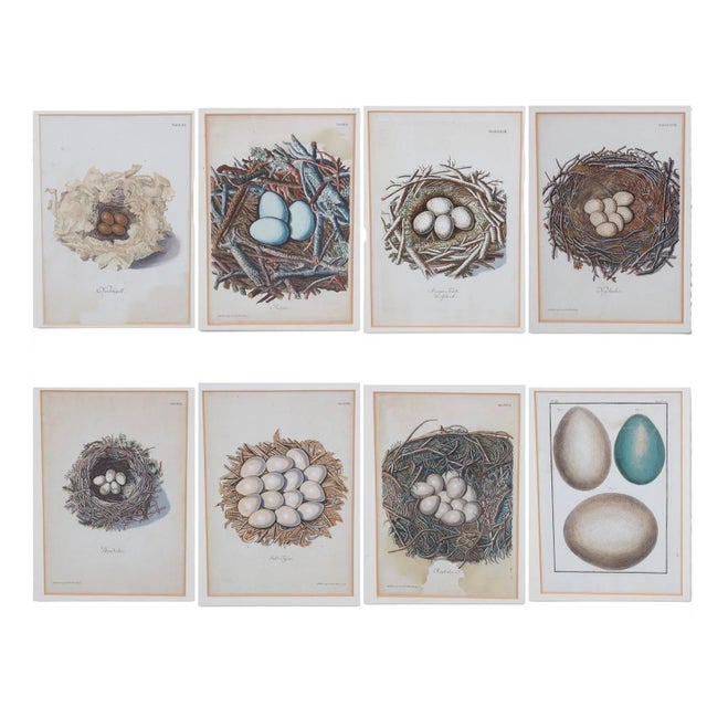 Paper Set of 8 Antique 18th & 19th C Oological Engraving Prints of Eggs & Nests For Sale - Image 7 of 11