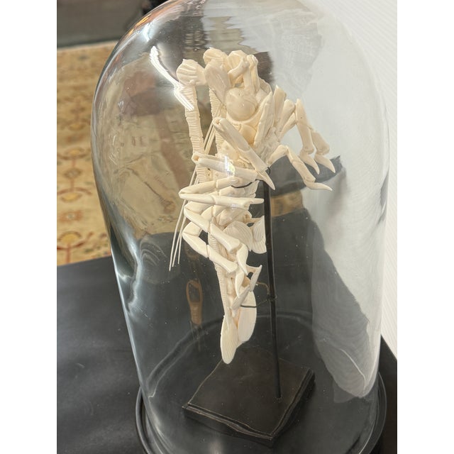 Animal Skin Taxidermy Mantis Shrimp in Case For Sale - Image 7 of 12