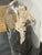 Animal Skin Taxidermy Mantis Shrimp in Case For Sale - Image 7 of 12