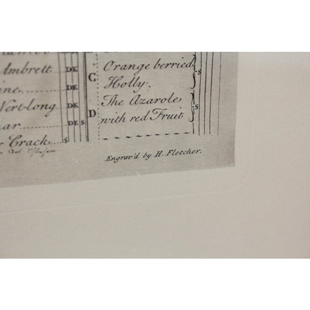 Colonial Williamsburg Dietz Press Botanical Print December Chairish