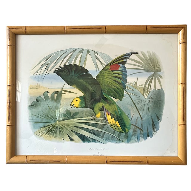 This is a beautifully framed vintage print of a Yellow-Crowned Amazonian Parrot, likely based on a mid-19th century...
